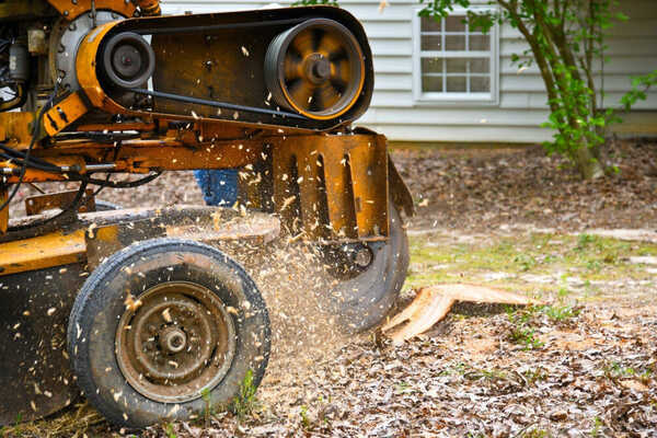 emergency tree removal toronto