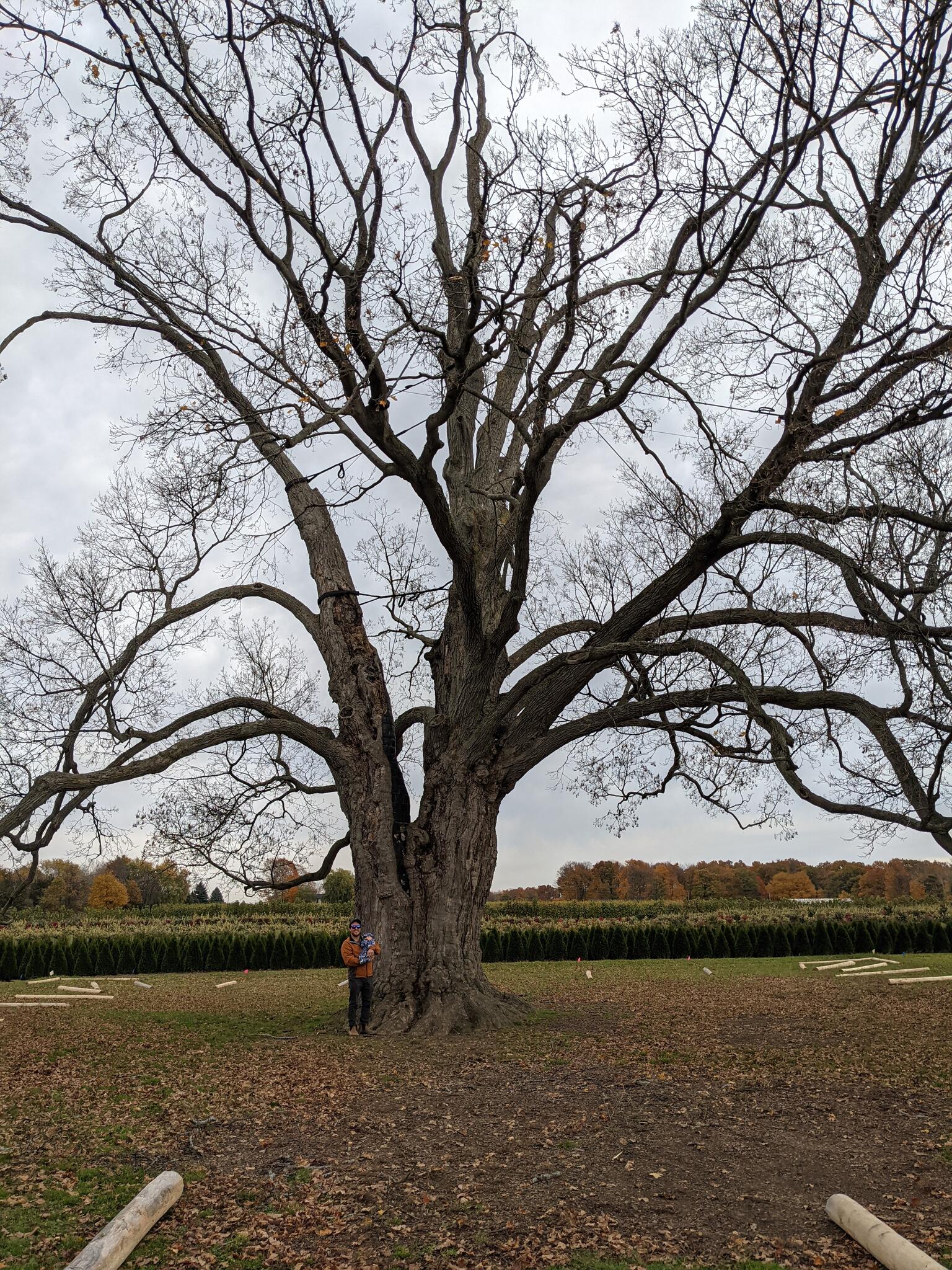 Twin Pines Tree Care Toronto, Ontario Nextdoor