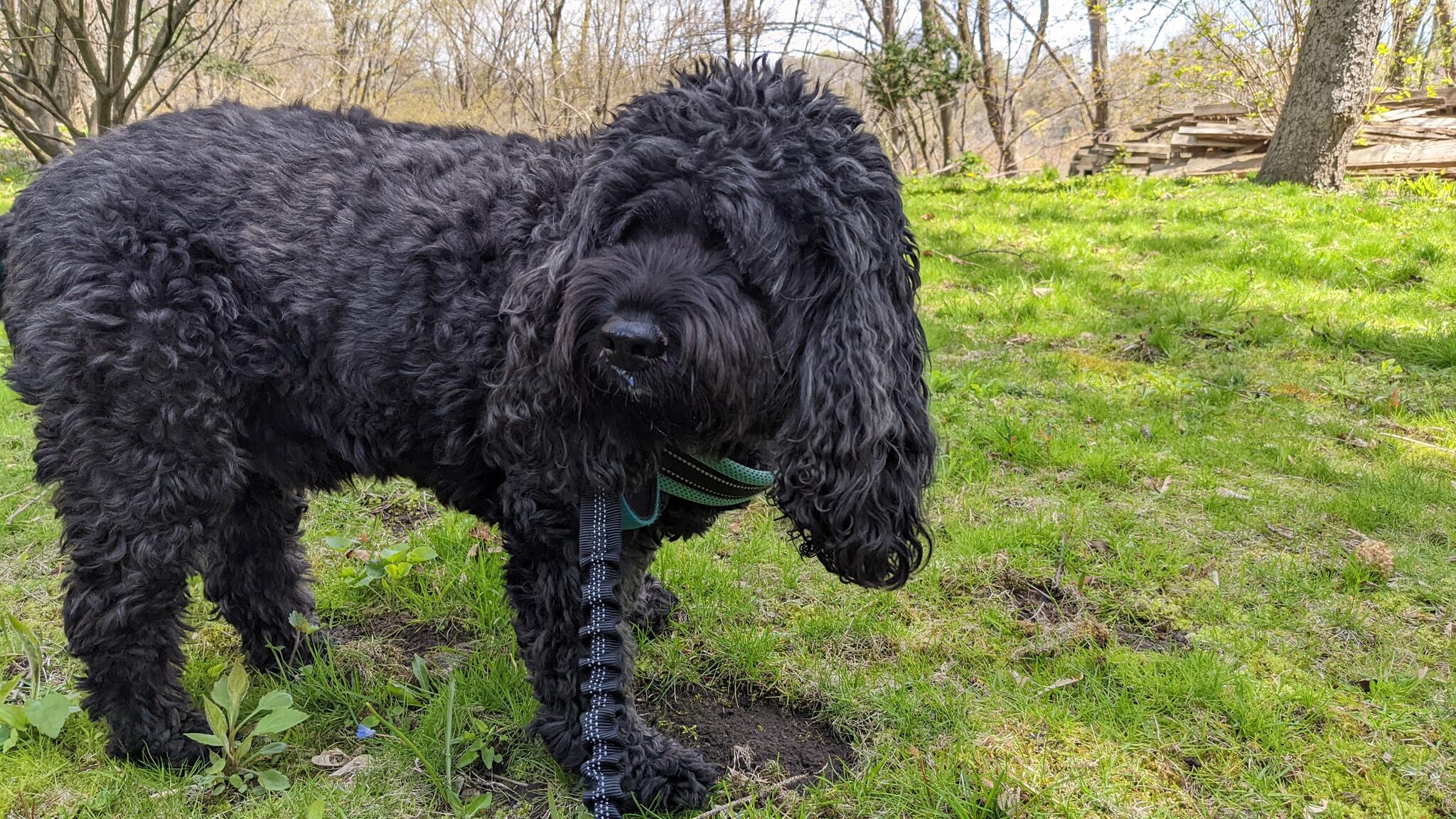 Rover With Diana Pet Sitting Toronto, Ontario Nextdoor