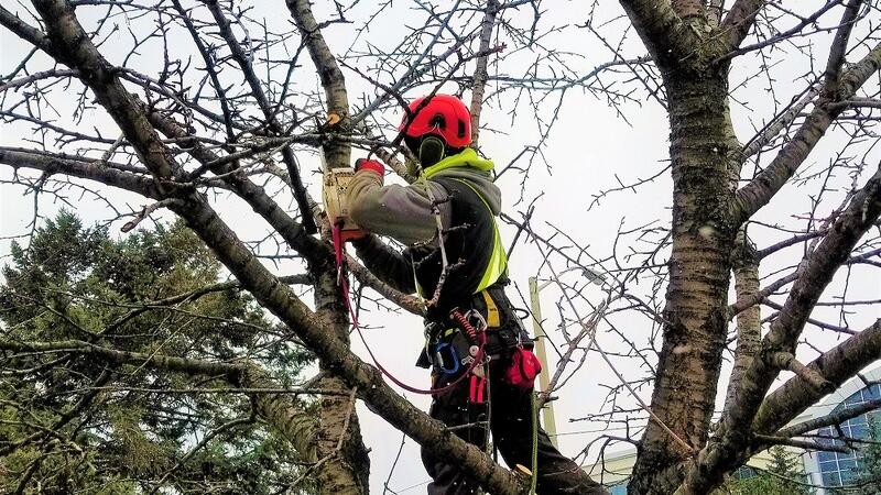 The Real Tree Masters Inc. · 10% off Arborist tree services — Nextdoor