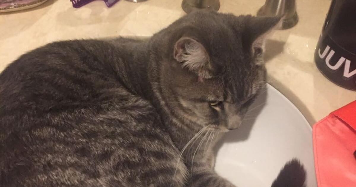 Cat for free for Free in Calgary, AB For Sale & Free — Nextdoor