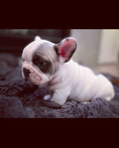 Boujee Bulls French Bulldogs Chilliwack CA BC Nextdoor