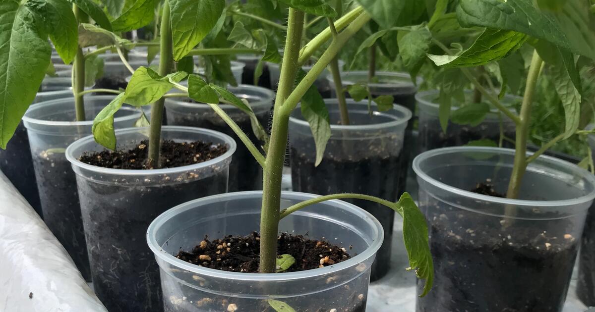 Large Organic Heirloom Tomato Plants for $10 in Edmonton, AB | For Sale ...