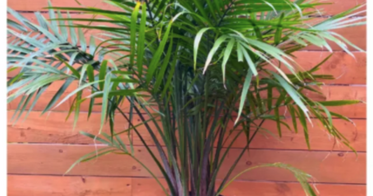 Palm Trees and Exotic Plants for Sale for 30 in Toronto, ON Finds